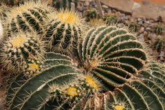 Echinocactus grusonii 3