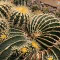 Echinocactus grusonii 3