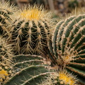Echinocactus_grusonii_4.jpg