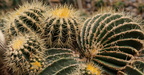 Echinocactus grusonii 4