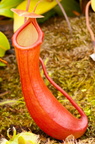 Nepenthes ventricosa 1