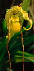 Phragmipedium-boissierianum