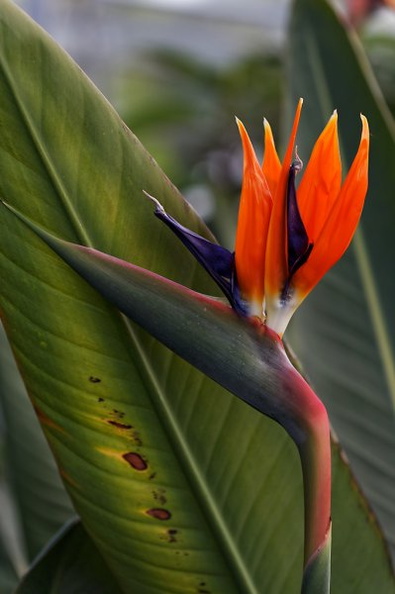 Strelitzia reginae Bird of Paradise S. Africa e