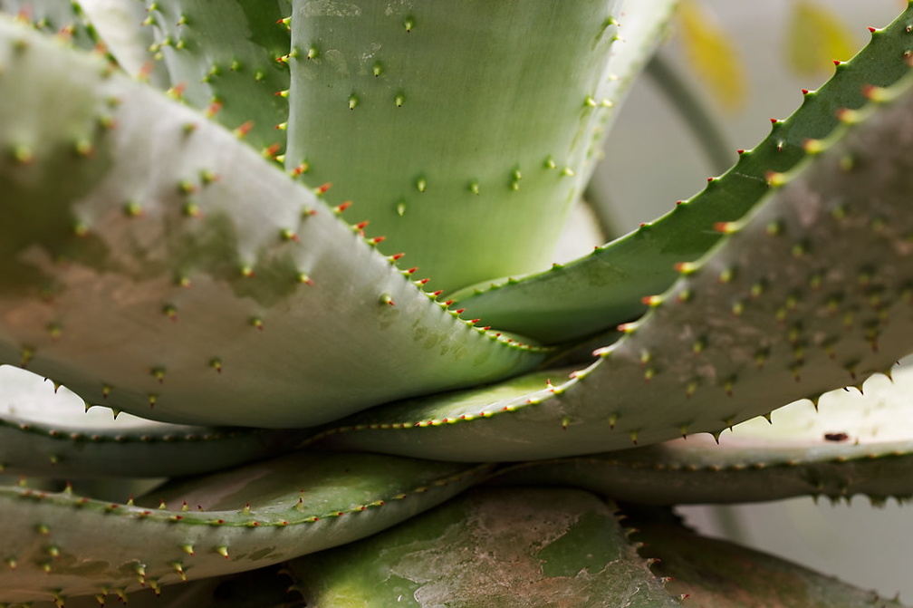 Aloe ferox web