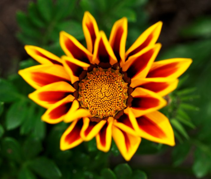 gazania ridens 3 e