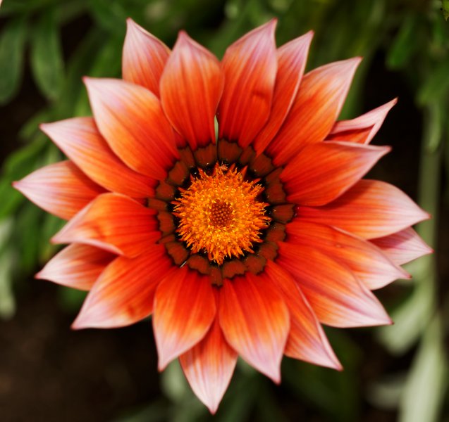 gazania ridens 5 2 e