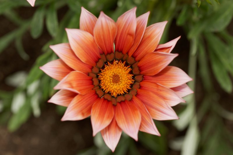 gazania ridens 5 1 e