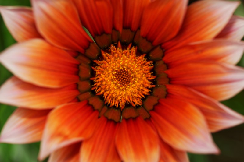 gazania ridens 6 e