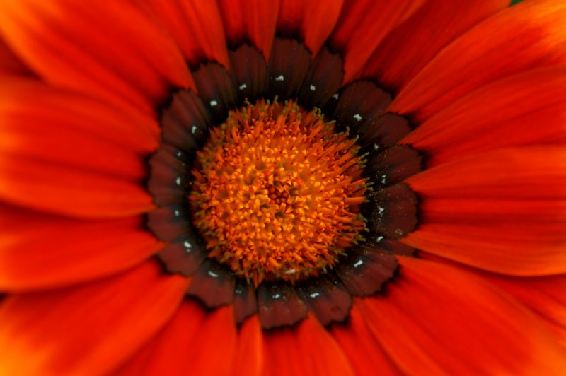 gazania ridens 7 e