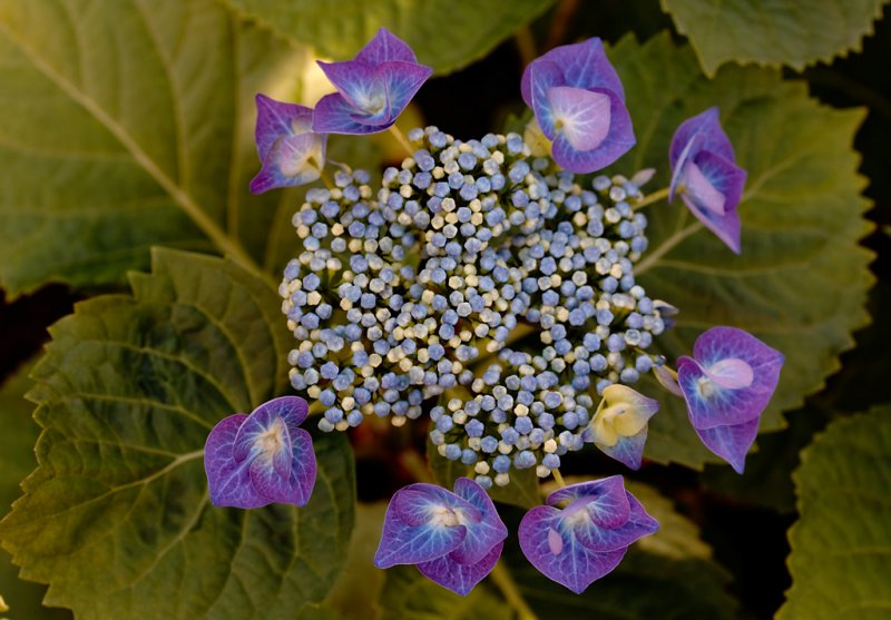 hydrangea 2 e