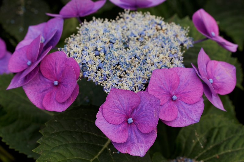 hydrangea 5 e