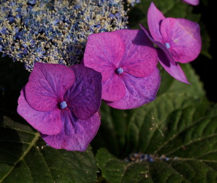 hydrangea 4 e