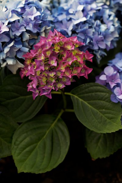 hydrangea 6 e