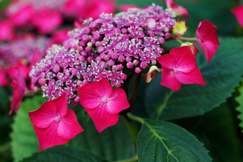 hydrangea 9 e