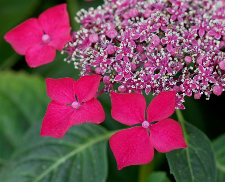 hydrangea 10 e