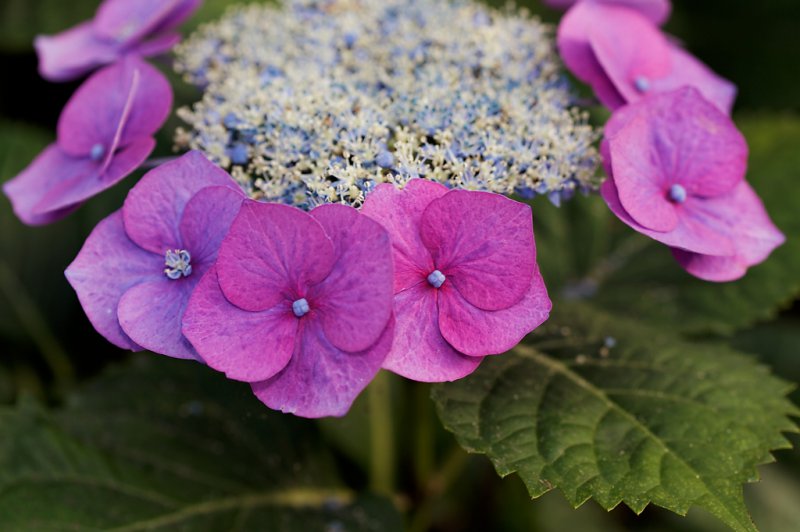 hydrangea 13 e