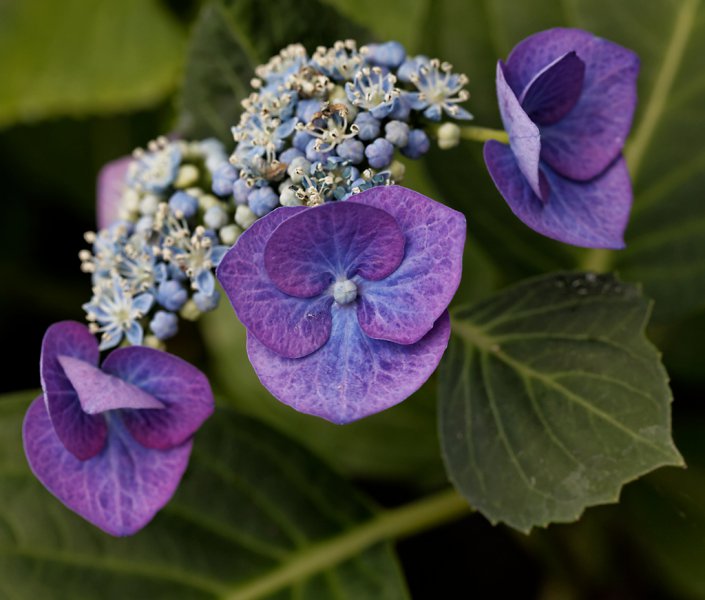 hydrangea e