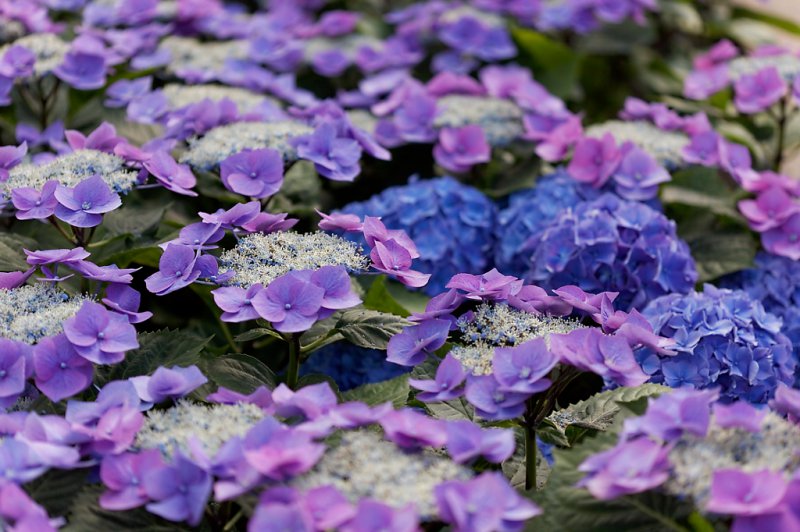 hydrangeas e